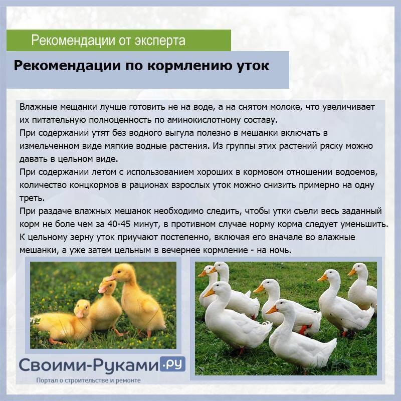Бройлеры: выращивание в домашних условиях, условия содержания, корм, болезни :: businessman.ru