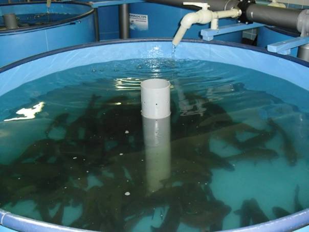 Узв для выращивания рыбы своими руками: оборудование для аквафермы, схемы для выращивания - установка замкнутого водоснабжения, бассейн и биозагрузка