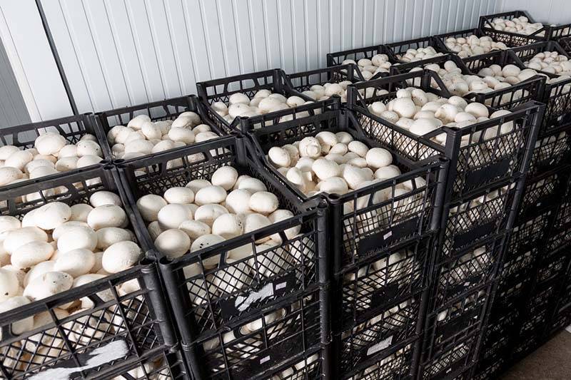 Выращивание грибов на продажу как бизнес