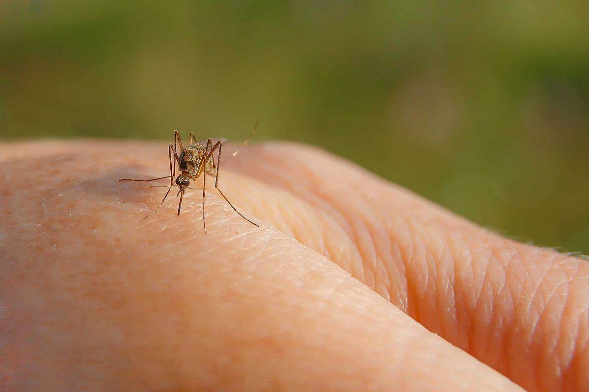 Почему комары кусают не всех людей