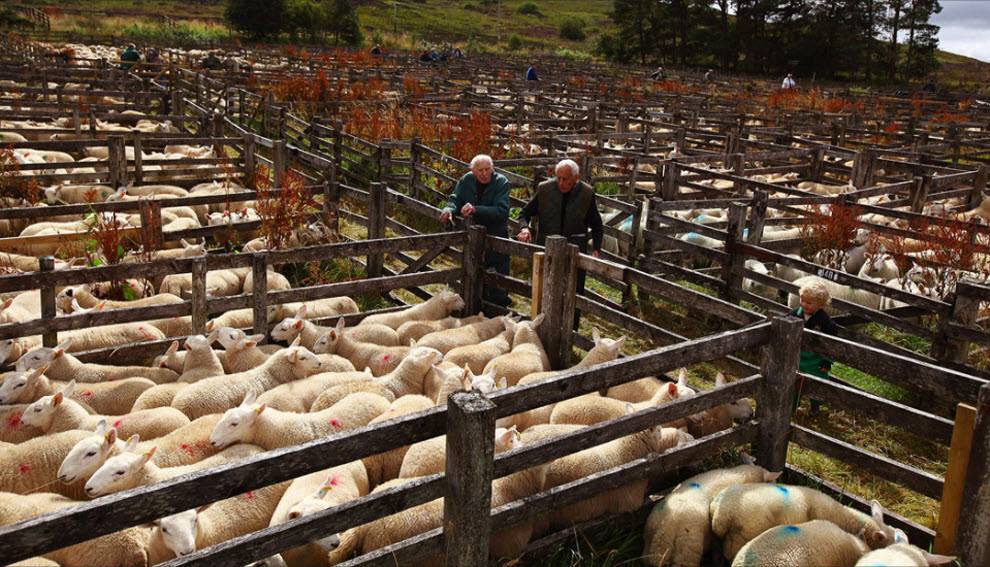 Бизнес-план: разведение овец от а до я. разведение романовских овец как бизнес