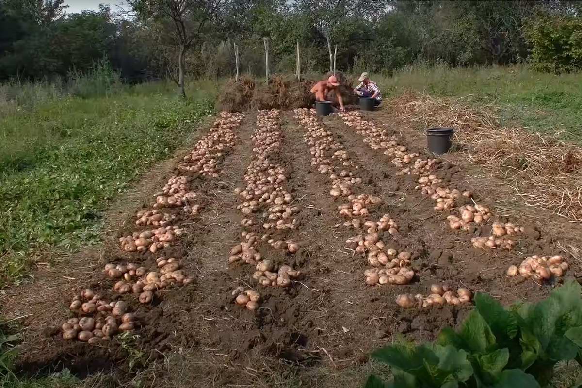 Выращивание картофеля как бизнес: особенности, плюсы, минусы, вложения, прибыль, сбыт, риски - бизнес-ок