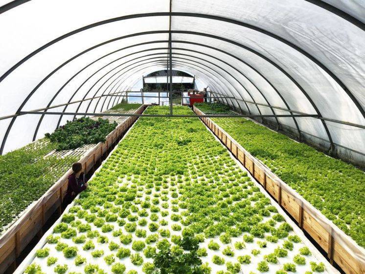 Выращивание зелени в теплице как бизнес — пошаговая инструкция