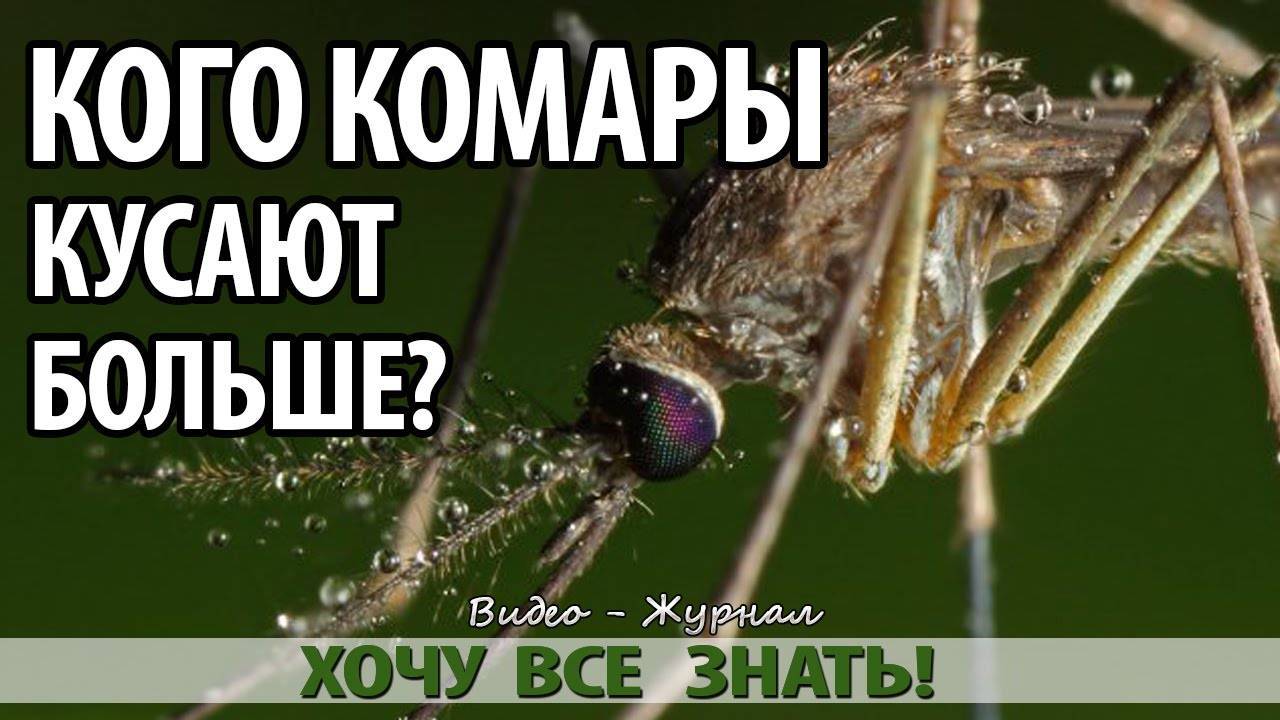 Почему комары кусают и почему их укусы чешутся?