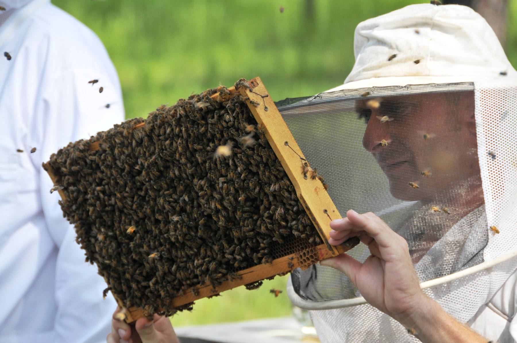 Пчеловодство как прибыльный бизнес - пошаговый план запуска – бизнес-идеи для женщин и девушек