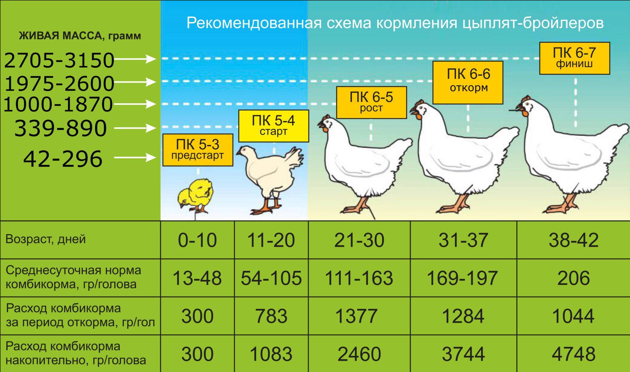 Выращивание бройлеров в домашних условиях: особенности содержания, ухода и кормления цыплят разного возраста