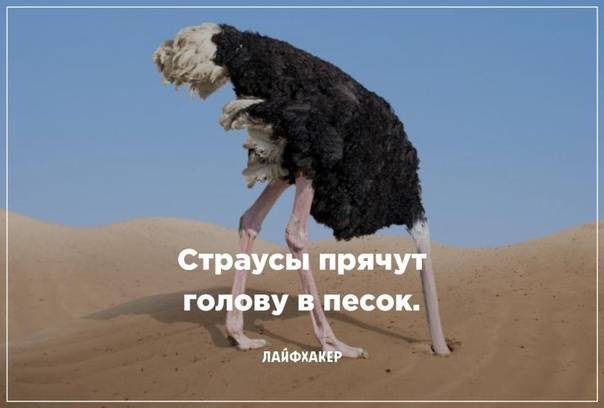 Прячет ли страус голову в песок? | яблык