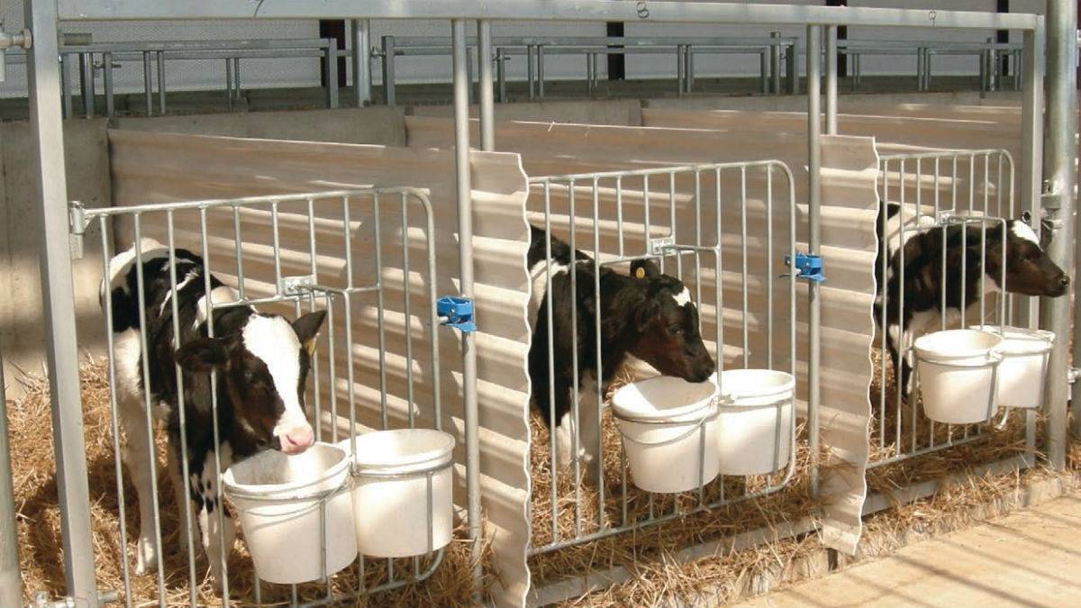 Открытие молочной фермы за 9 шагов
