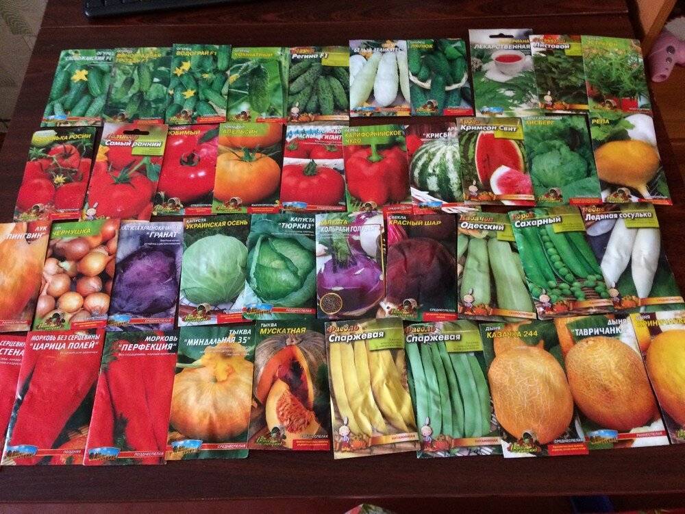 Как создать бизнес по продаже семян овощей. продавать семена – это выгодно! оптовая торговля семенами