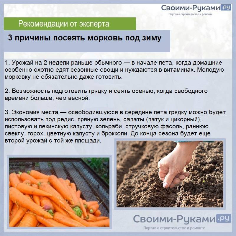 Выращивание моркови в открытом грунте (7 секретов)