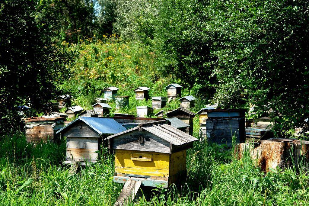 Информационные технологии на службе у пчеловодов: "компьютероняня" для пчел