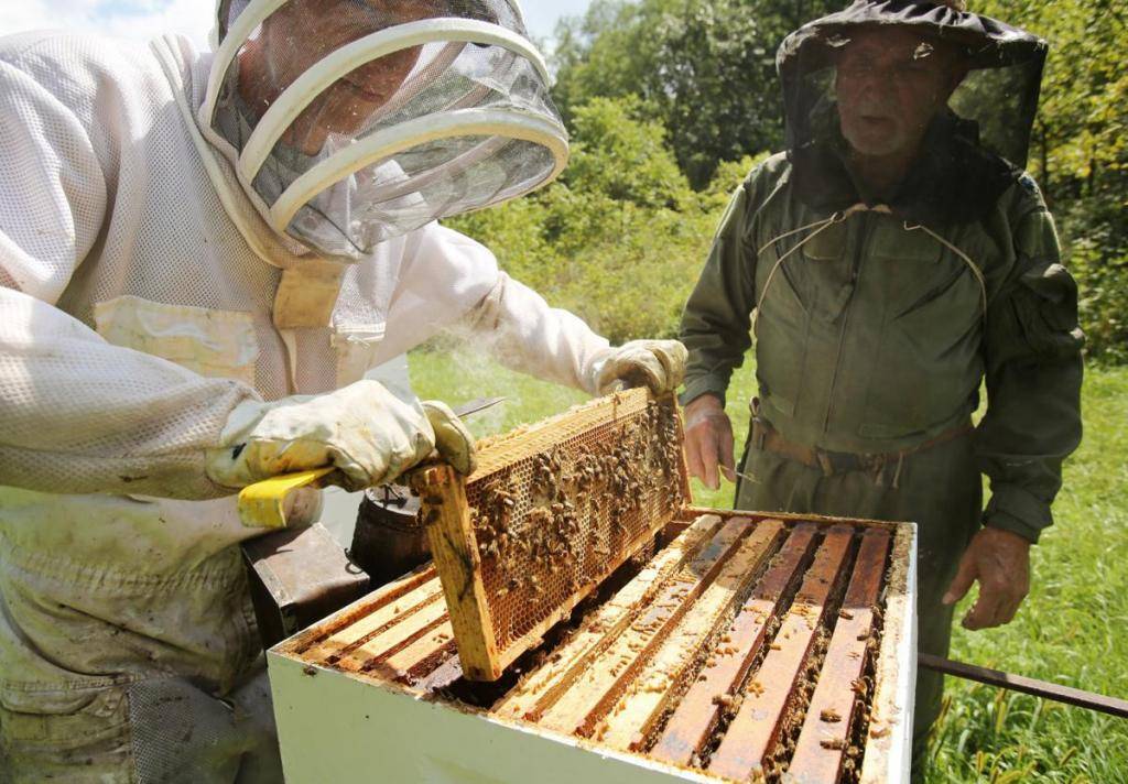 Пчеловодство как бизнес: с чего начать новичку?