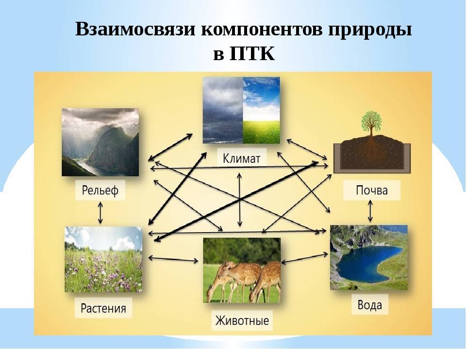 Природный комплекс и его компоненты. разнообразие природных комплексов россии :: businessman.ru