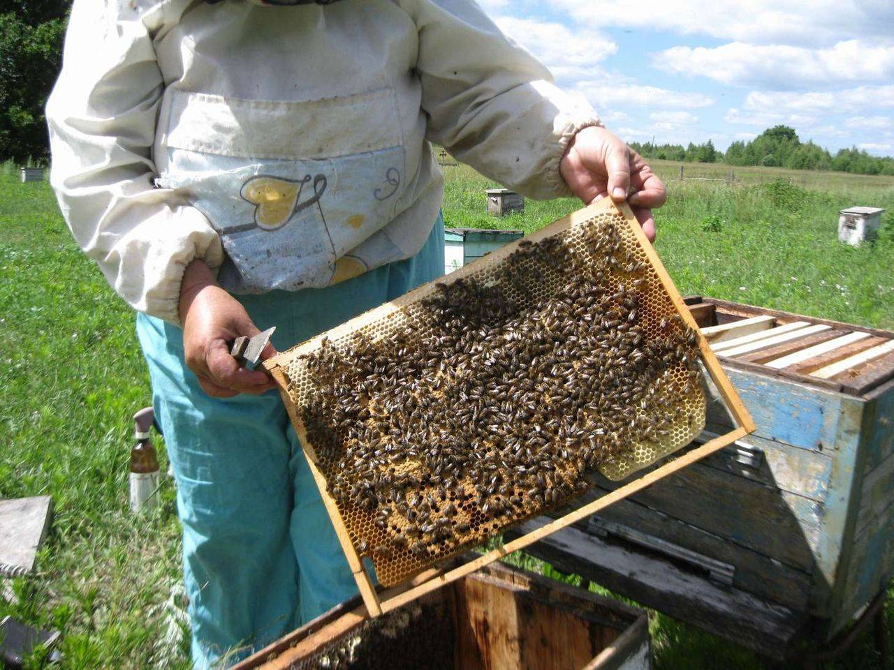 Пчеловодство на приусадебном участке для начинающих: с чего правильно начать