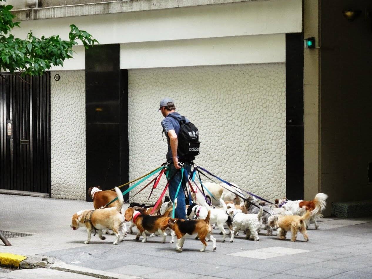 Выгуливание собак. Выгульщик собак в Буэнос Айресе. Профессия Выгульщик собак. Выгульщик собак в Нью-Йорке. Выгуливать собаку.
