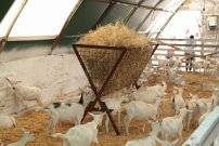 Разведение коз как бизнес: рентабельность, составление бизнес-плана