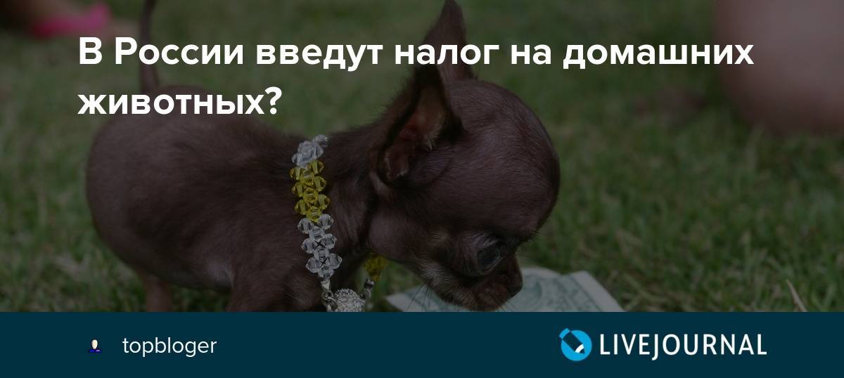 Налог на домашних животных в россии в 2019 году