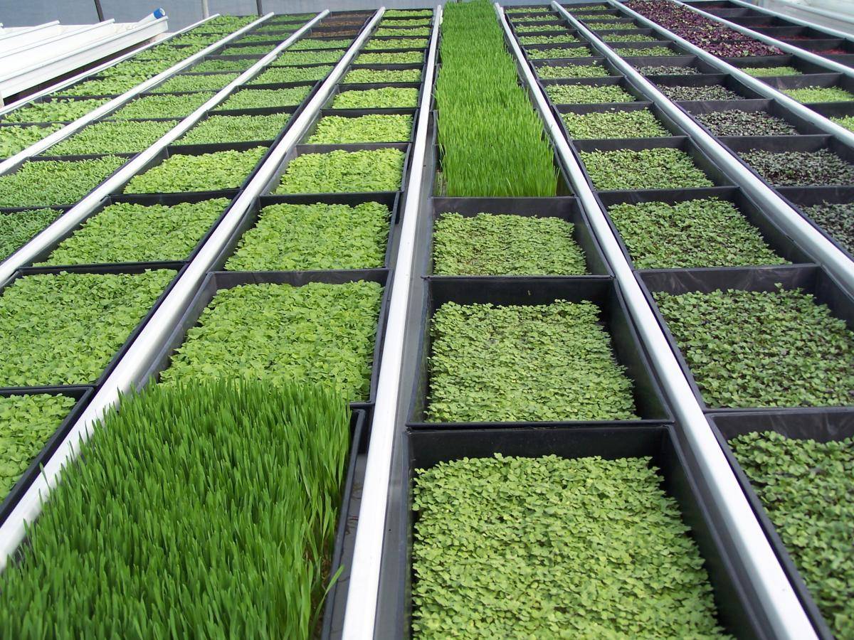 Выращивание зелени в теплице как бизнес - преимущества