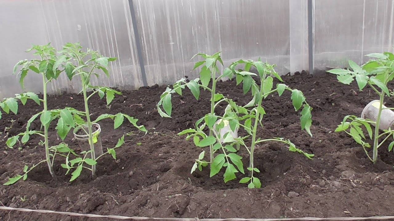 Когда и как пересадить рассаду помидор в теплицу и открытый грунт