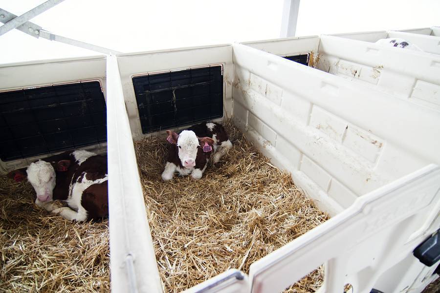 Стоит ли открывать молочную ферму: бизнес план и риски с окупаемостью