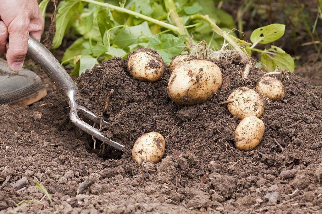 Выращивание картофеля как бизнес | самоделки своими руками