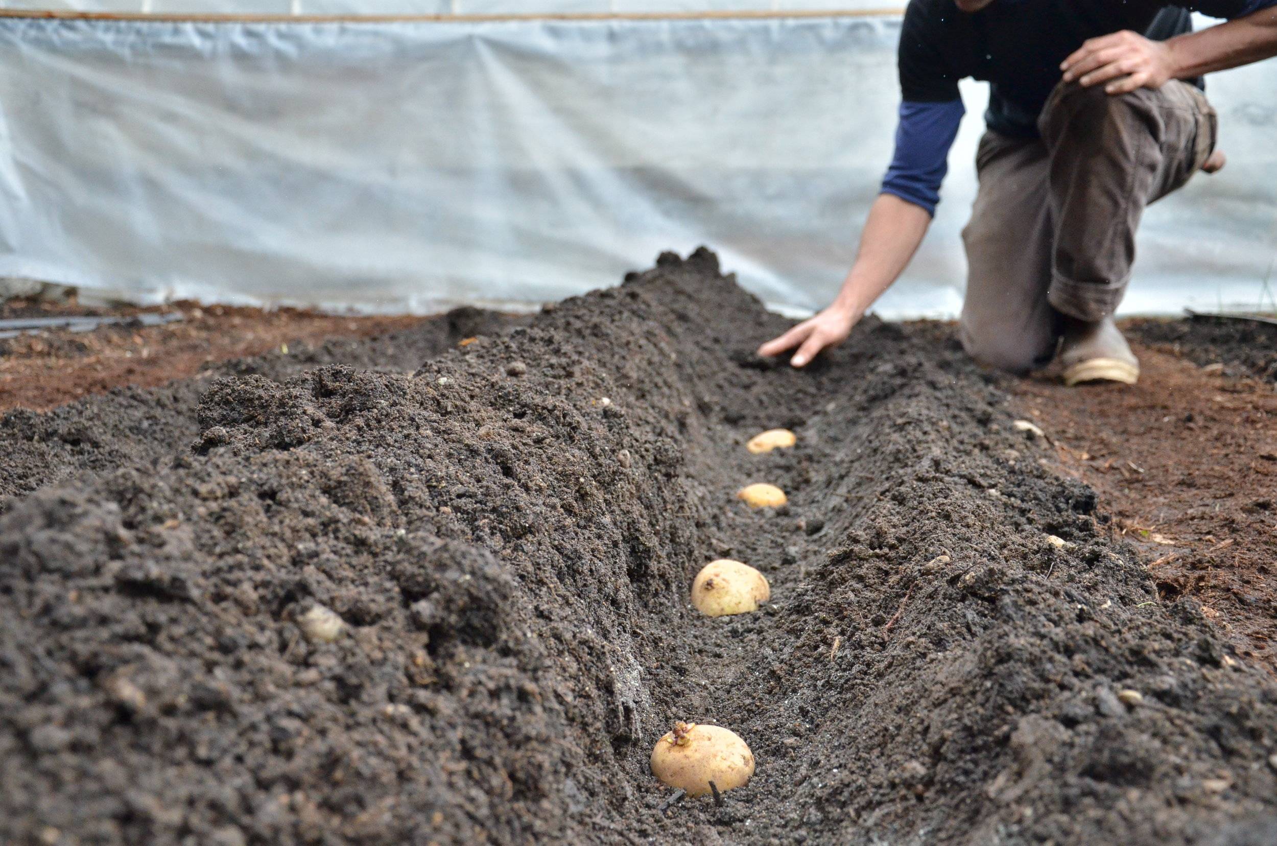 Бизнес-план по выращиванию картофеля - рентабельность, преимущества и недостатки, порядок регистрации
