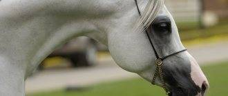 Самые дорогие породы лошадей: виды, описание и характерные особенности скакунов