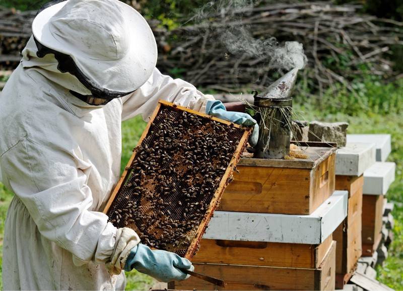 Пчеловодство с чего начать? способы приобретения пчелосемей