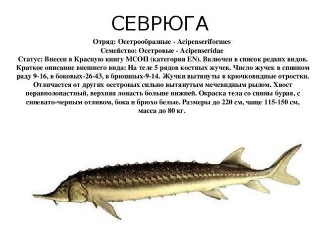 Осетровые рыбы. семейство осетровых рыб. виды осетровых рыб