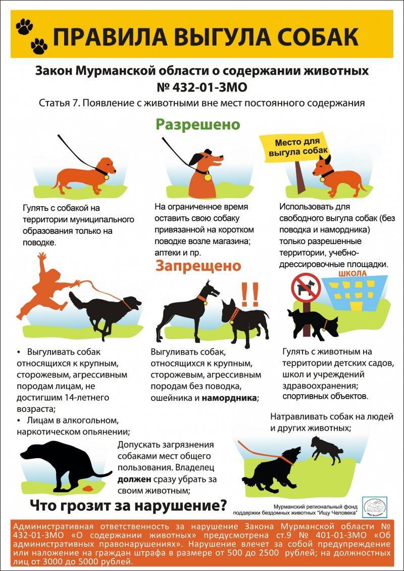 Правила содержания домашних животных. ответственность за нарушение правил :: businessman.ru