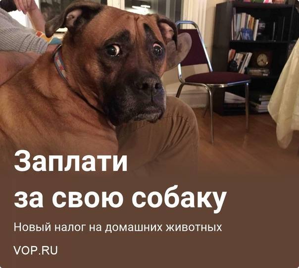Налог на домашних животных в россии в 2019 году не будет применен