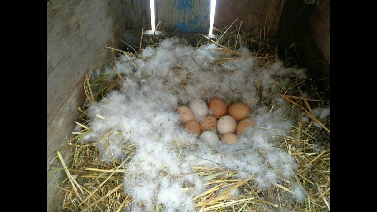 Сколько дней сидит индоутка на яйцах | домашняя ферма