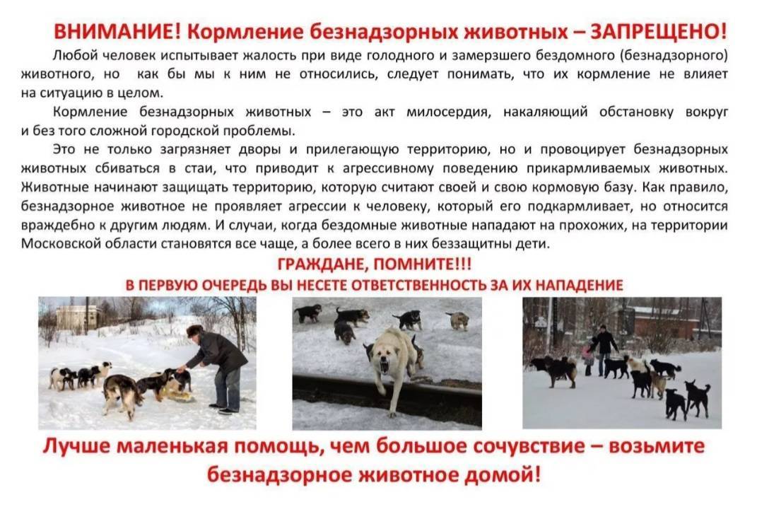 Содержание и отлов безнадзорных животных: правила, требования и особенности :: businessman.ru