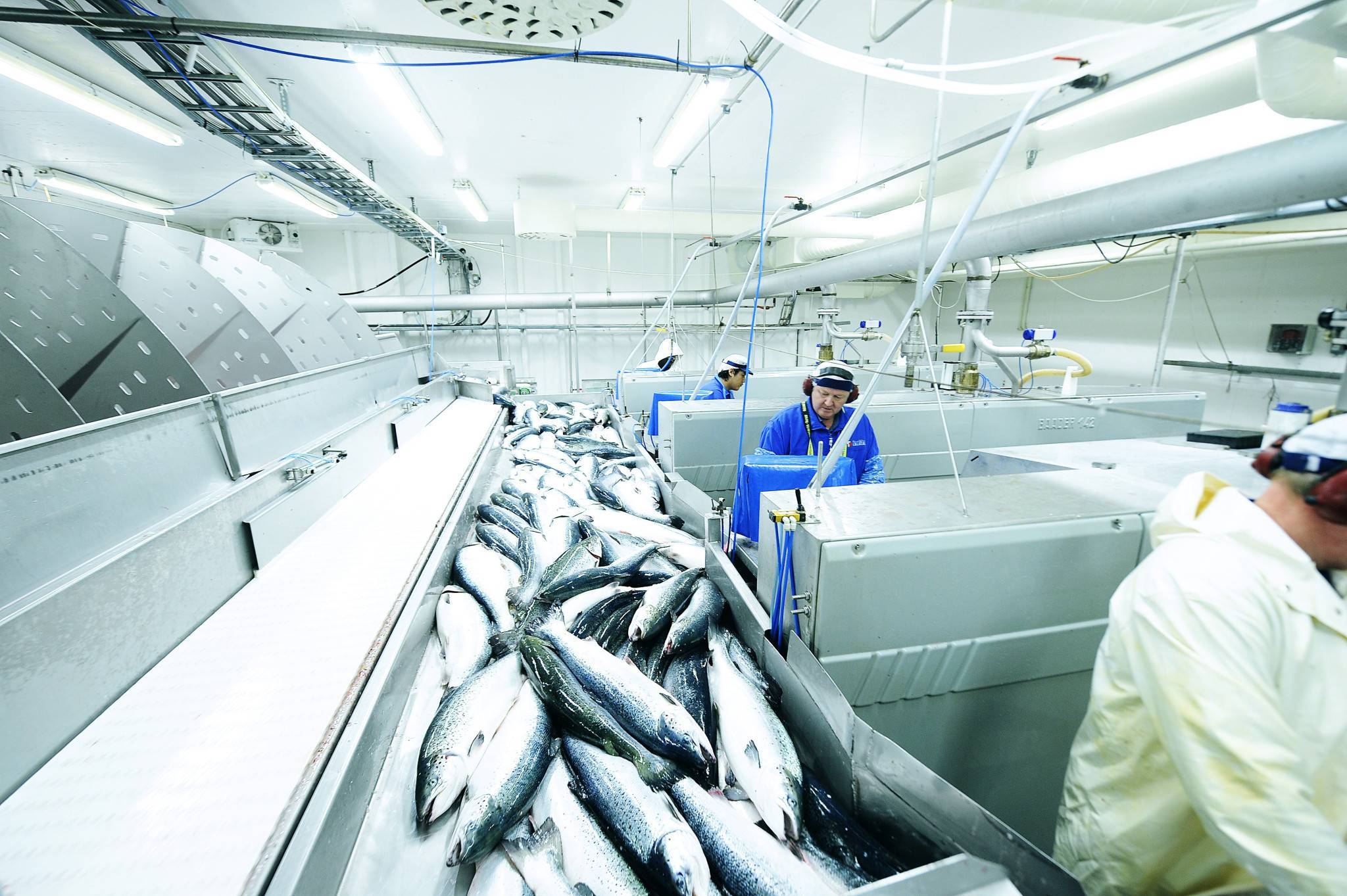 Рыбная мука: производство, применение и состав продукта