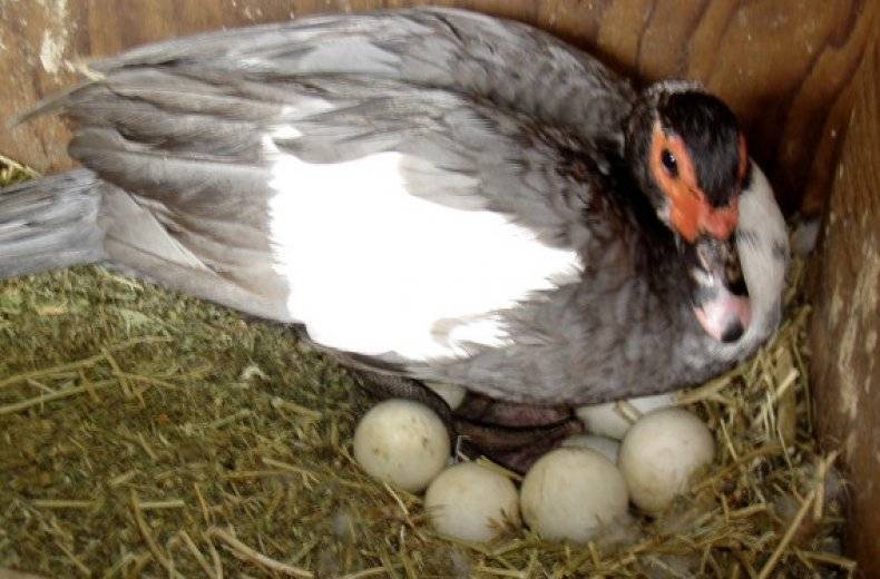Сколько дней индоутка сидит на яйцах: как подкладывать и сколько