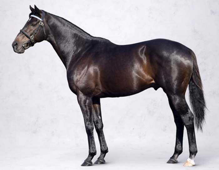 Самая дорогая лошадь в мире - стоимость, фото, порода