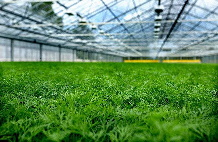 Выращивание зелени в теплице как бизнес — преимущества