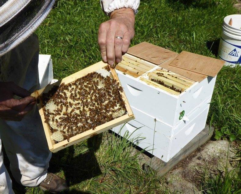 Пчеловодство для начинающих - важные условия и инвентарь для начала работы