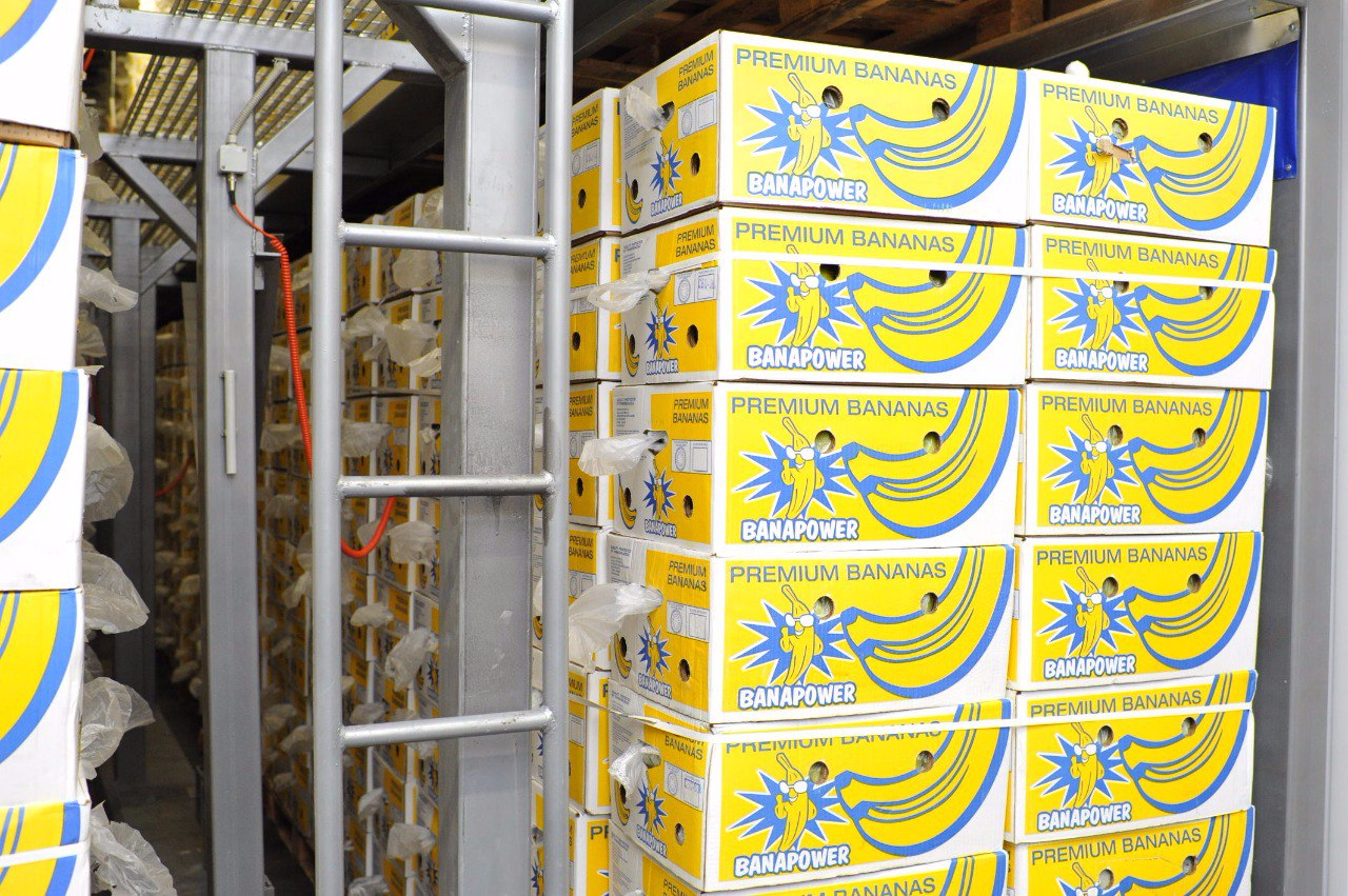 Как и чем обрабатывают бананы и зачем это делают? способы хранения и транспортировки бананов