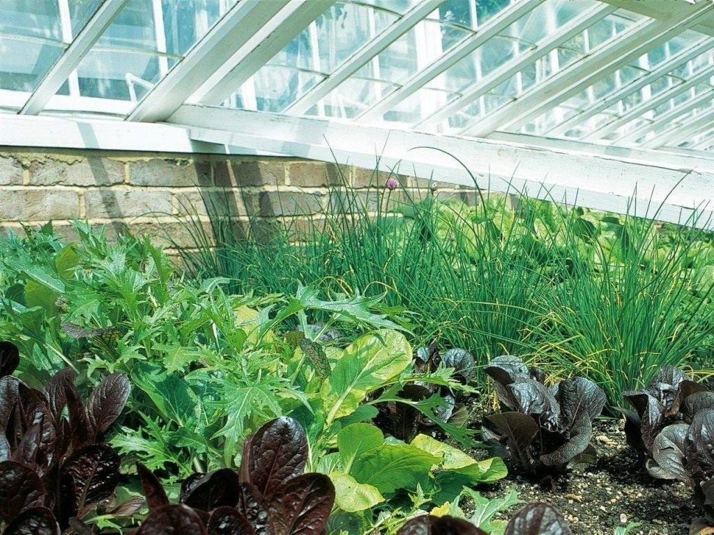 Выращивание зелени в теплице: пошагово с расчетами