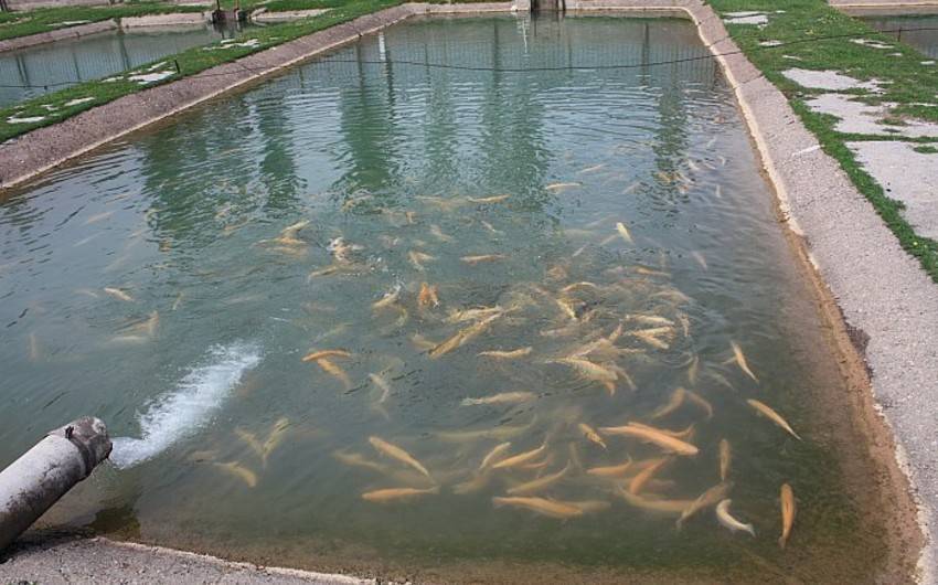 Разведение рыбы в искусственных водоёмах