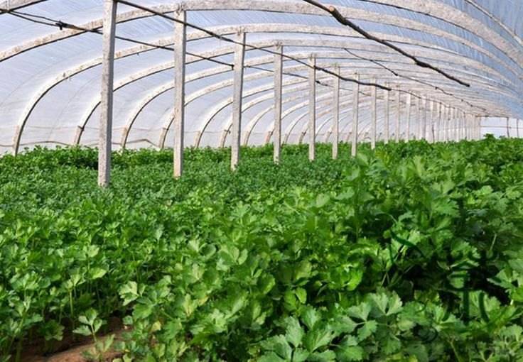 Выращивание зелени в теплице как бизнес - с чего начать, бизнес-план