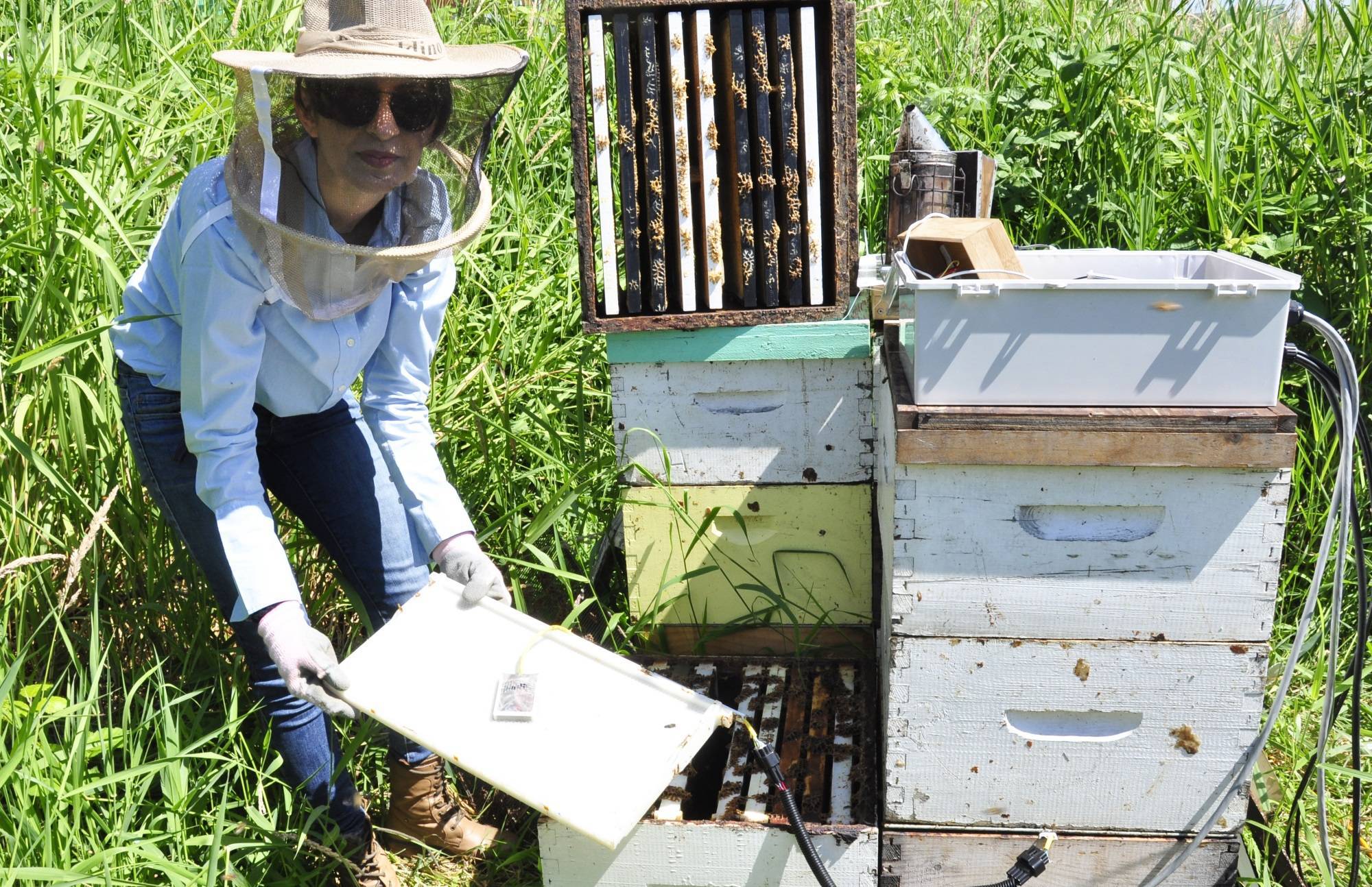 Информационные технологии на службе у пчеловодов: “компьютероняня” для пчел