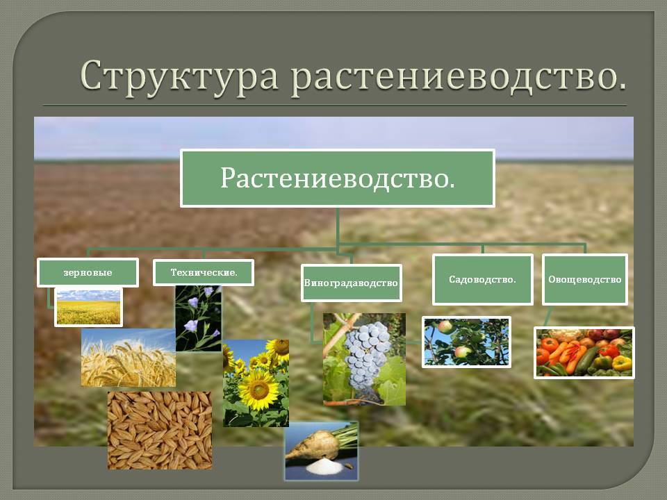 Растениеводство: сельскохозяйственное производство продуктов