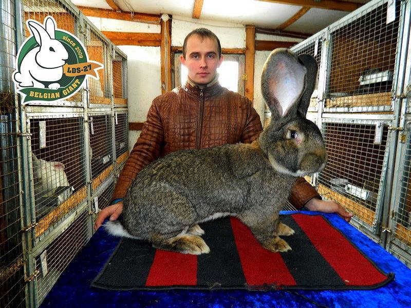 Разведение породы калифорнийских кроликов в домашних условиях