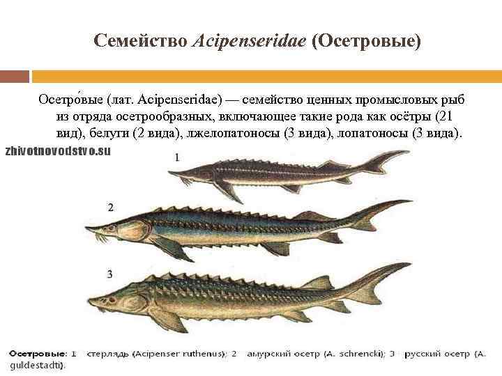 Осетр: рыба осетр фото и описание, нерест, способы ловли, образ жизни, приманки, калорийность осетра, блюда