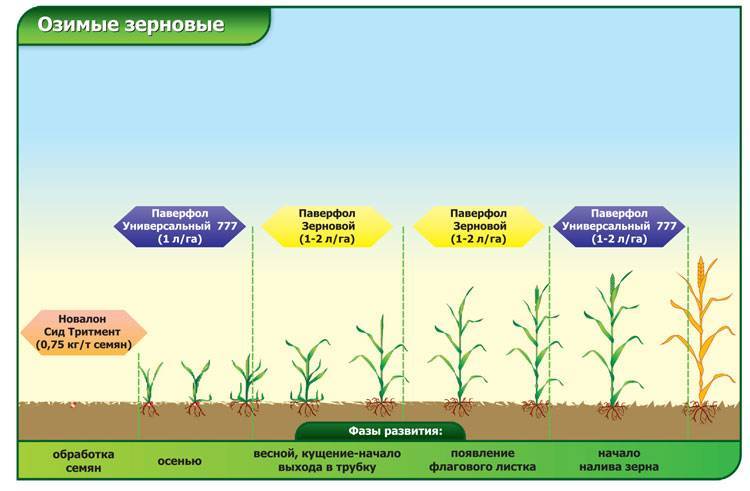 В перми разработали удобрение для повышения урожайности в 4 раза