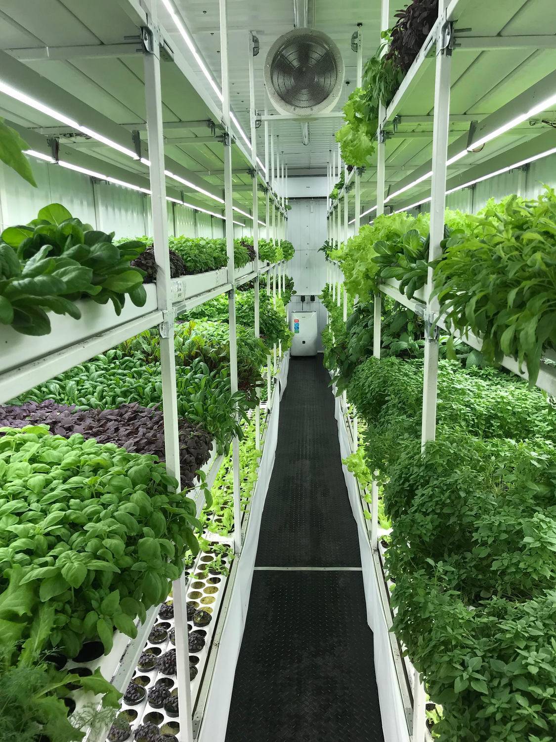 Выращиваем зелень на продажу (ноябрь 2022) — vipidei.com