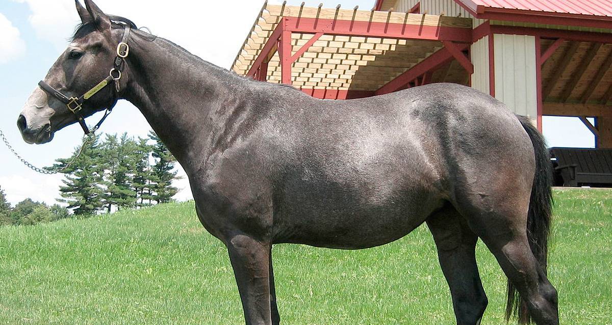 Какая самая дорогая лошадь в мире, стоимость и фото