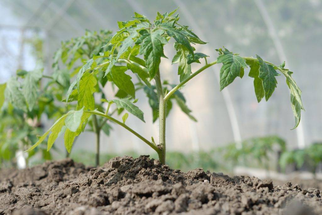Как правильно вырастить рассаду помидор: инструкция для новичков